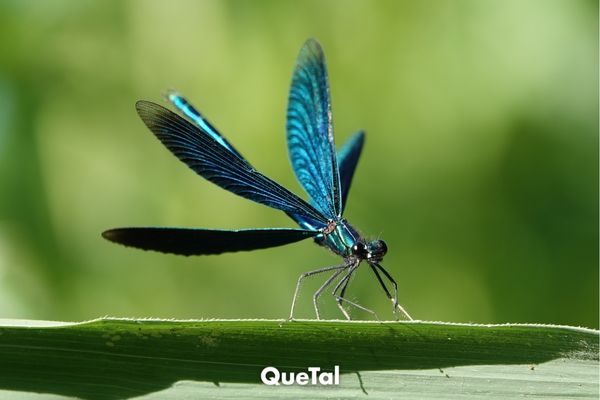 Un símbolo de equilibrio: El profundo significado de ver una libélula